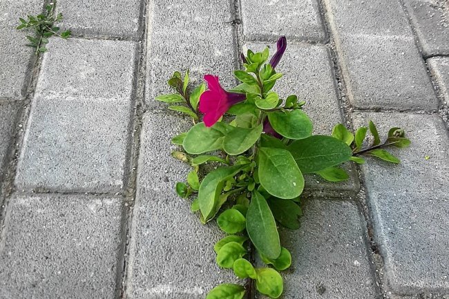 Život i ljepota uvijek će naći svoju priliku