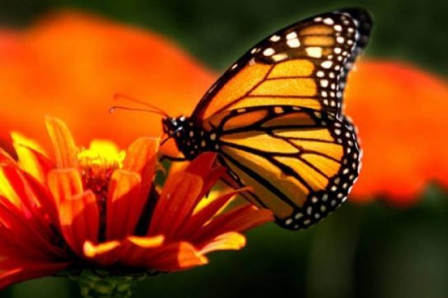 O ljudima koji dušu imaju