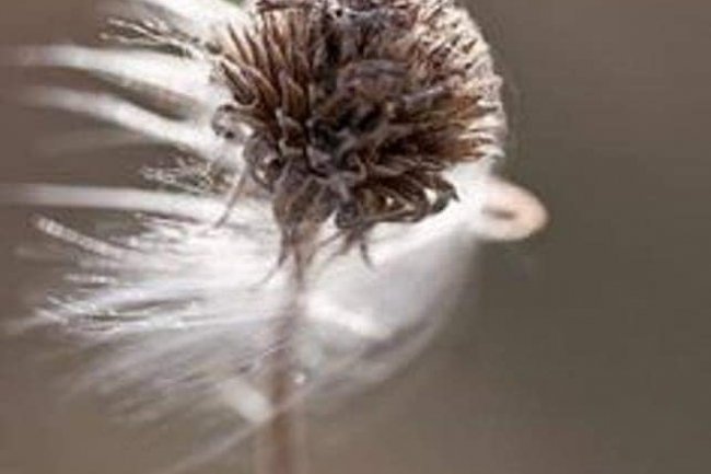 Mudrost je šutnja i zrijanje iskustva u srcu