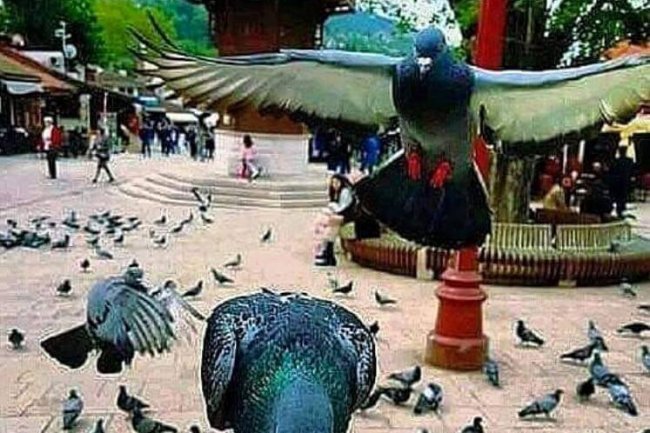 Vojske razuma i  srca