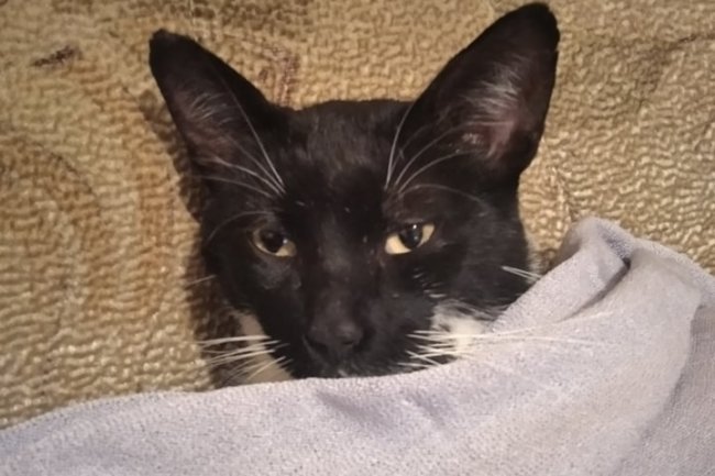 Šta sam naučio od mačke?