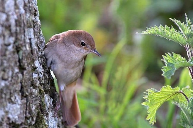 Suze pod krilom ljubavi