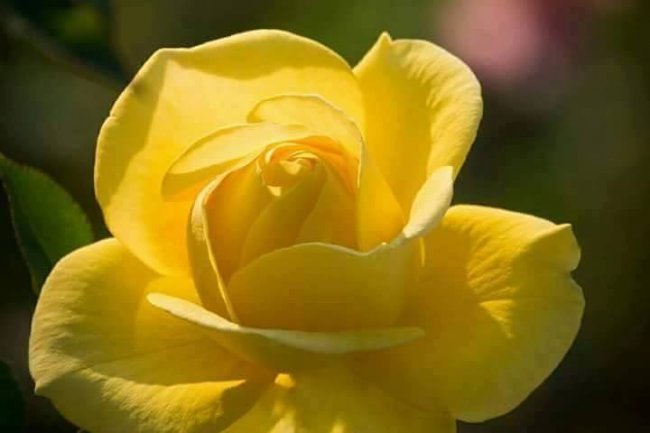 Besjeda jednoj ruži